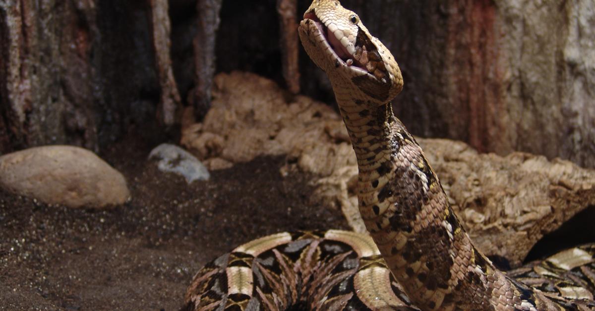 Captured elegance of the Gaboon Viper, known in Indonesia as Ular Gaboon.