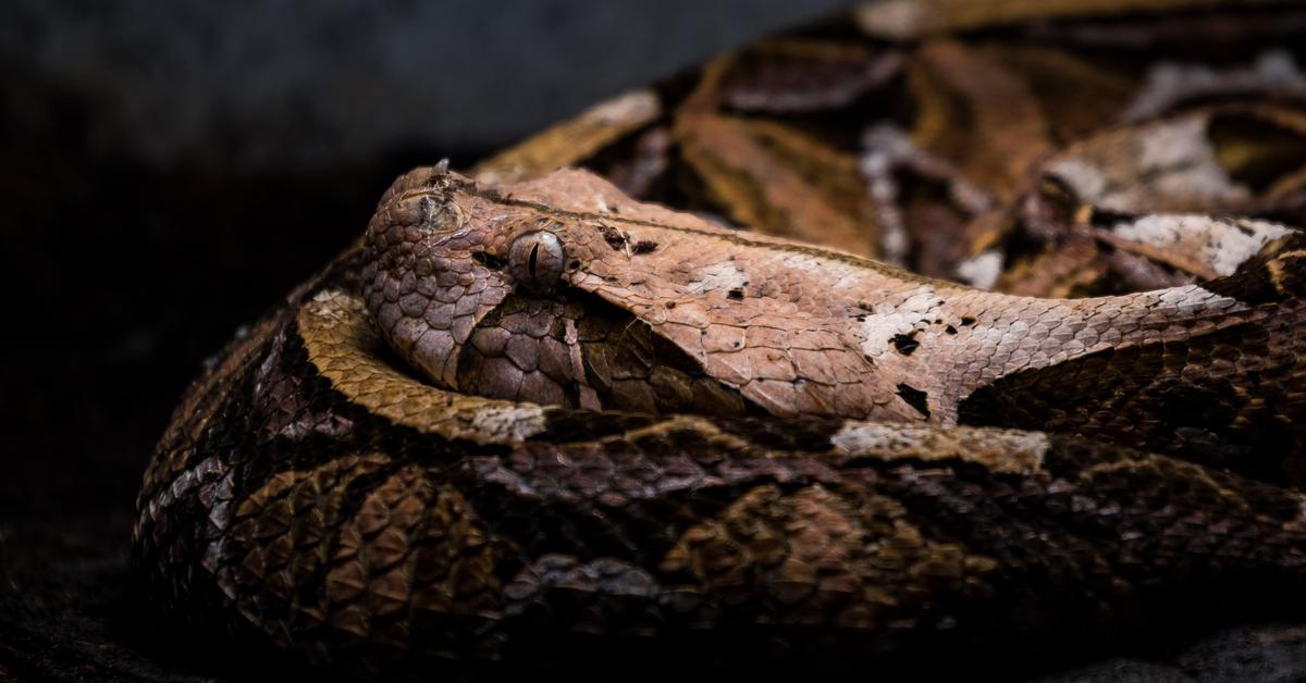 Glimpse of the Gaboon Viper, known in the scientific community as Bitis gabonica.