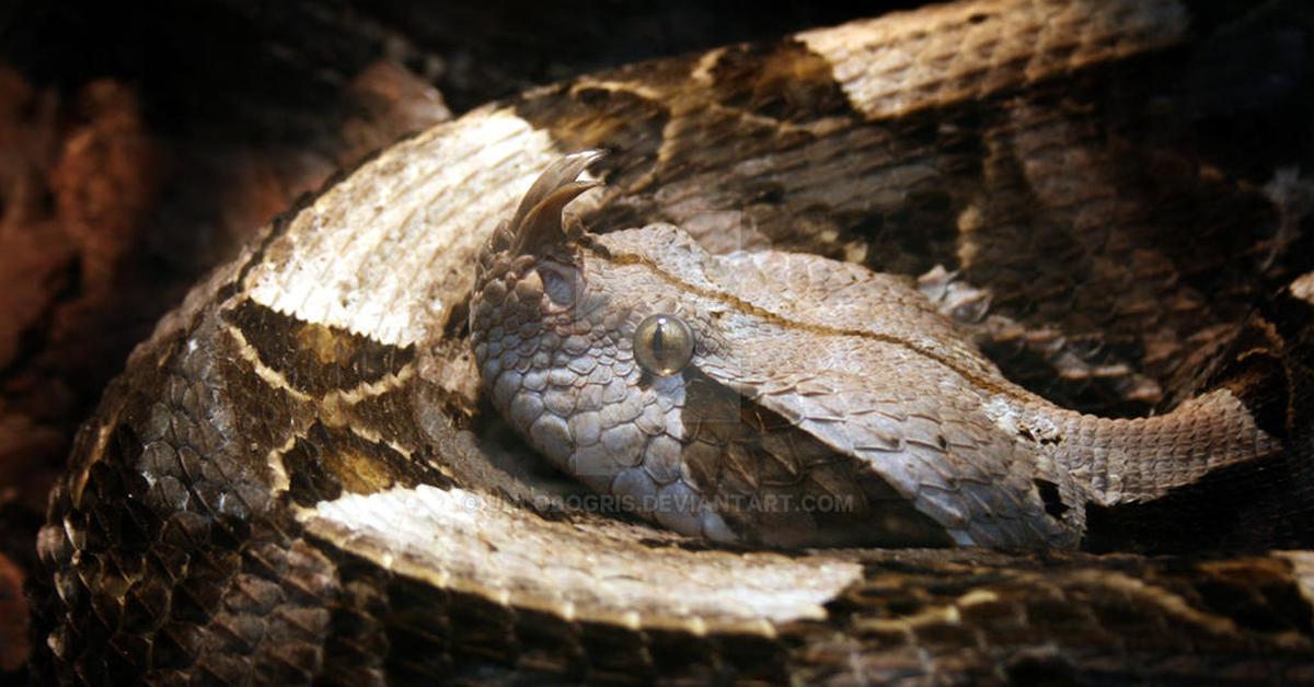 Visual representation of the Gaboon Viper, recognized in Indonesia as Ular Gaboon.