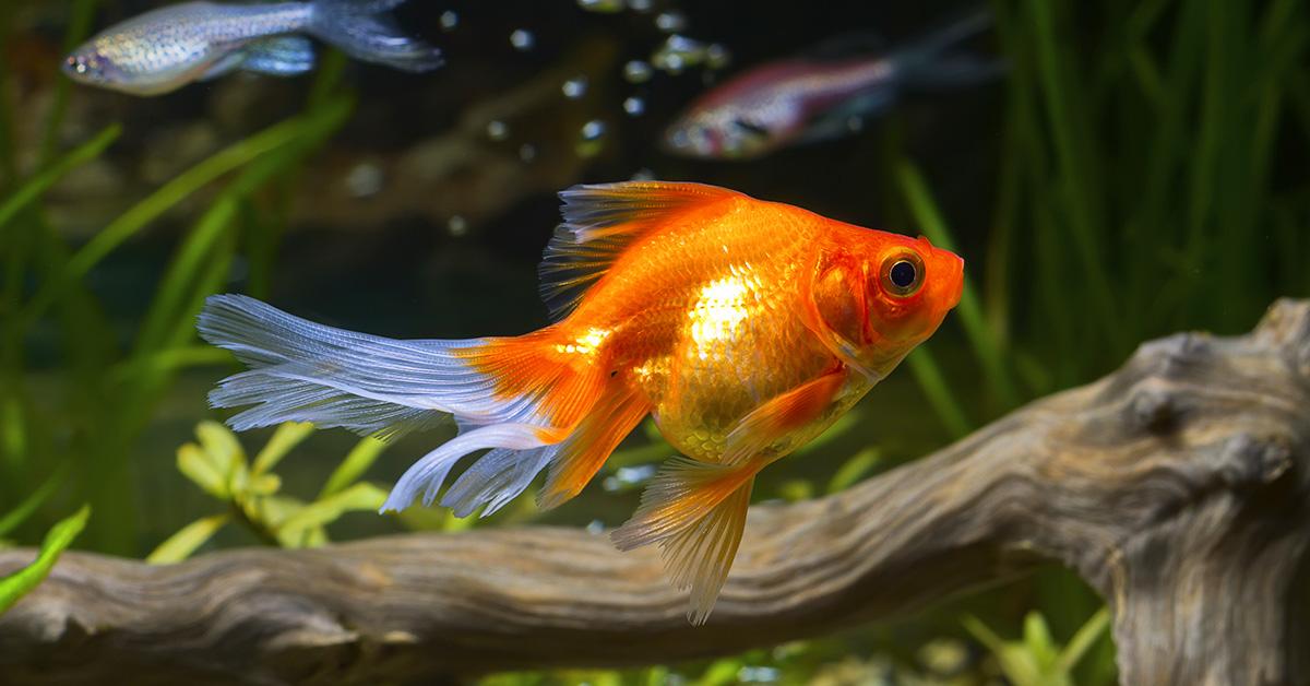 Picture of Goldfish, known in Indonesia as Ikan Mas Koki.