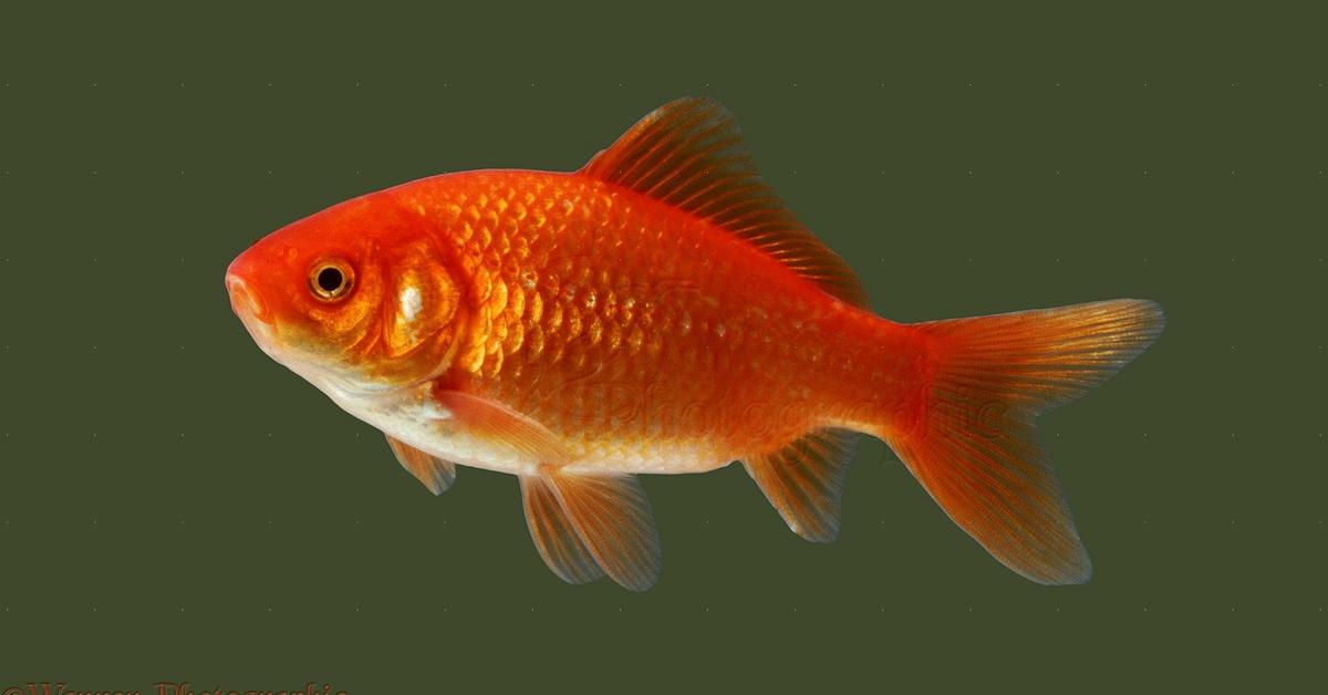 Captured beauty of the Goldfish, or Carassius auratus in the scientific world.