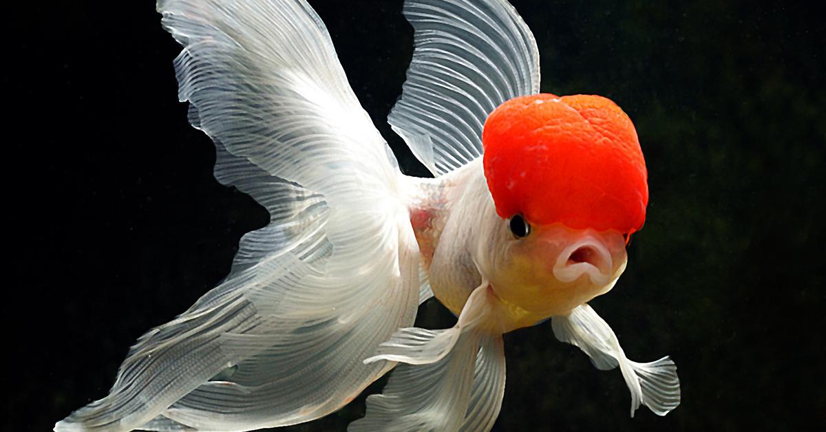 Snapshot of the intriguing Goldfish, scientifically named Carassius auratus.