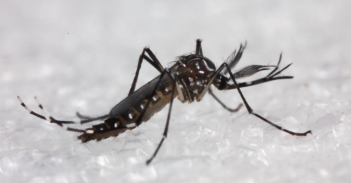 Vivid image of the Gnat, or Lalat Kecil in Indonesian context.