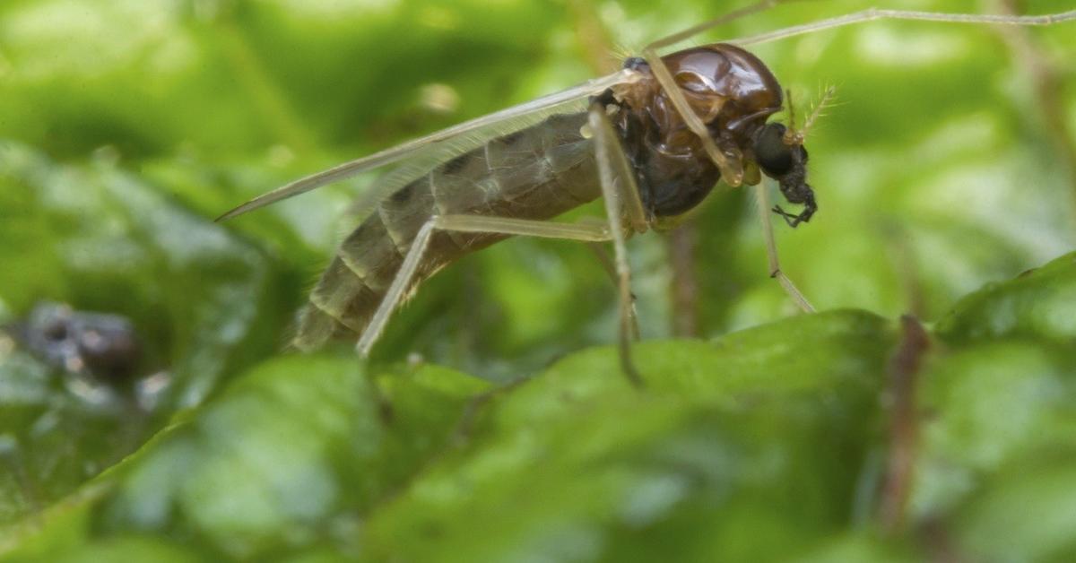 Photographic depiction of the unique Gnat, locally called Lalat Kecil.