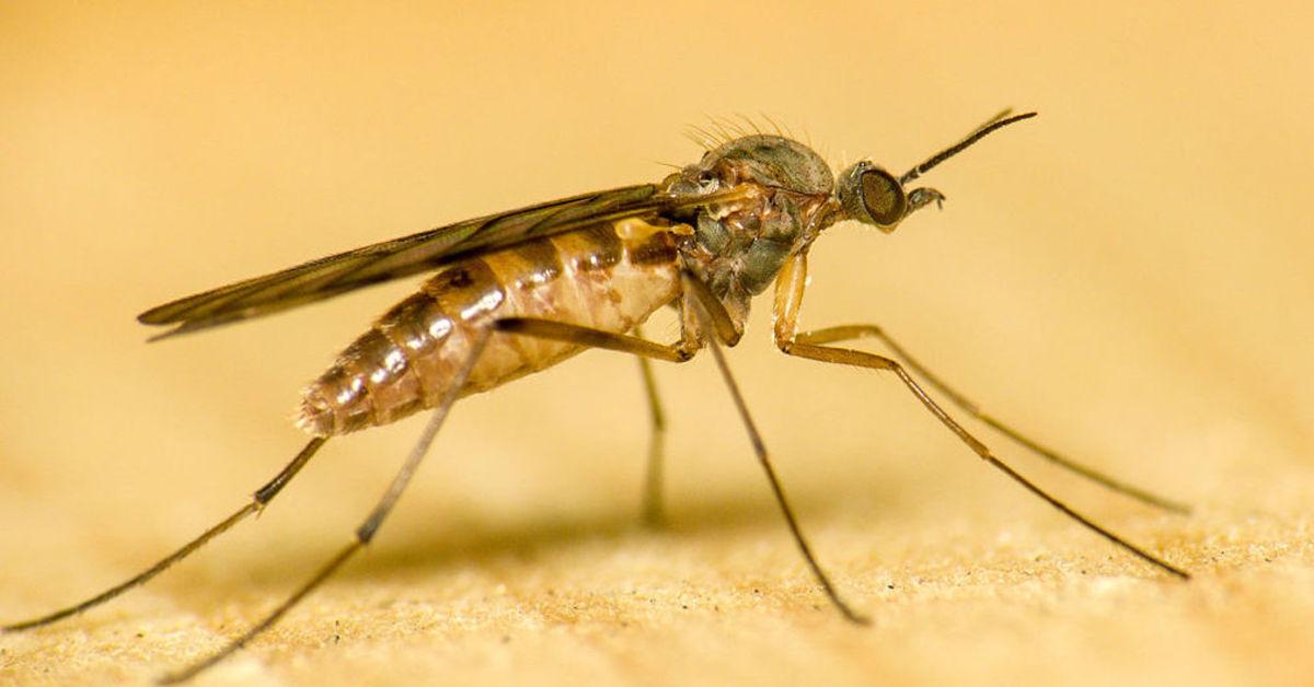 Unique portrayal of the Gnat, also called Lalat Kecil in Bahasa Indonesia.