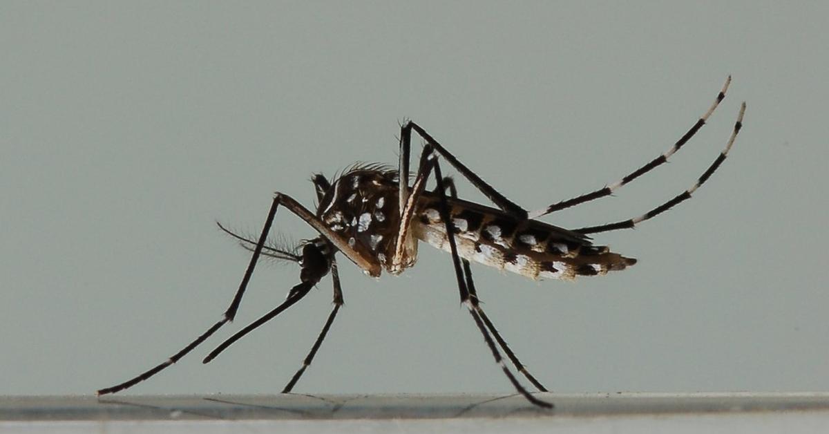 Captivating shot of the Gnat, or Lalat Kecil in Bahasa Indonesia.