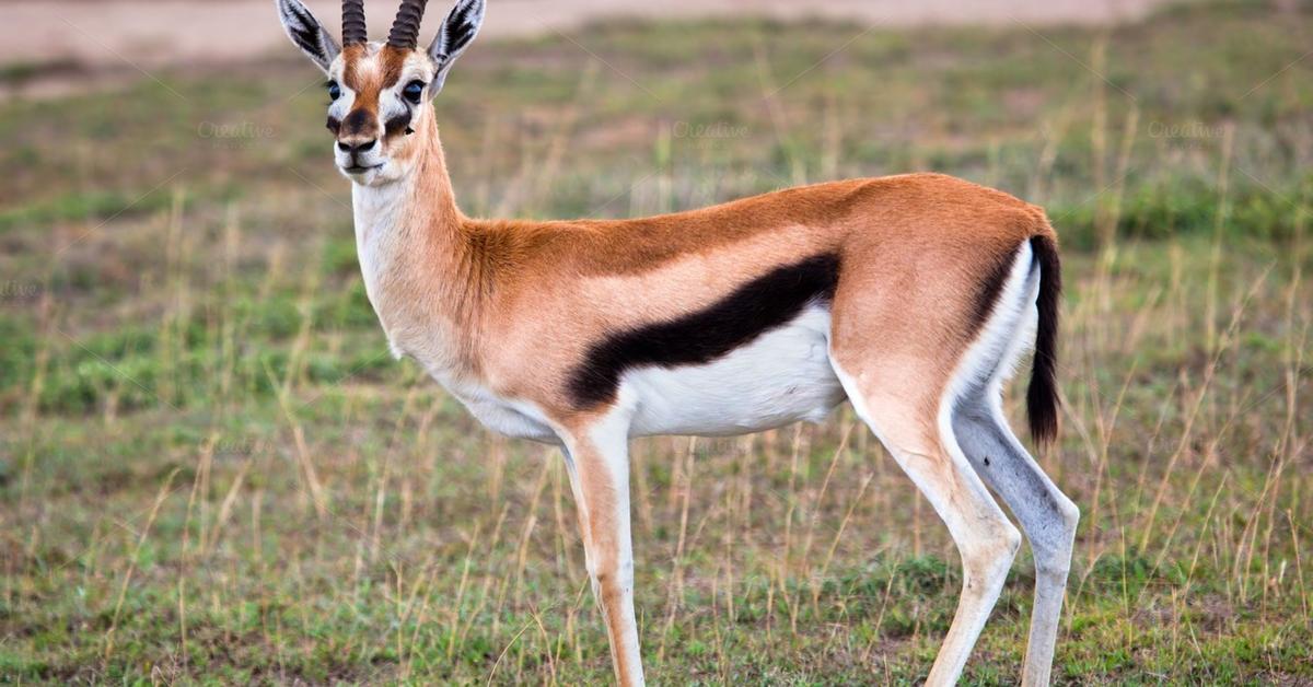 Captivating view of the Gazelle, known in Bahasa Indonesia as Kijang.