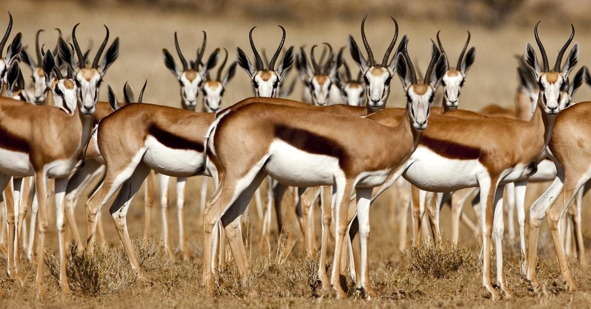 A beautiful representation of the Gazelle, scientifically Gazella gazella.