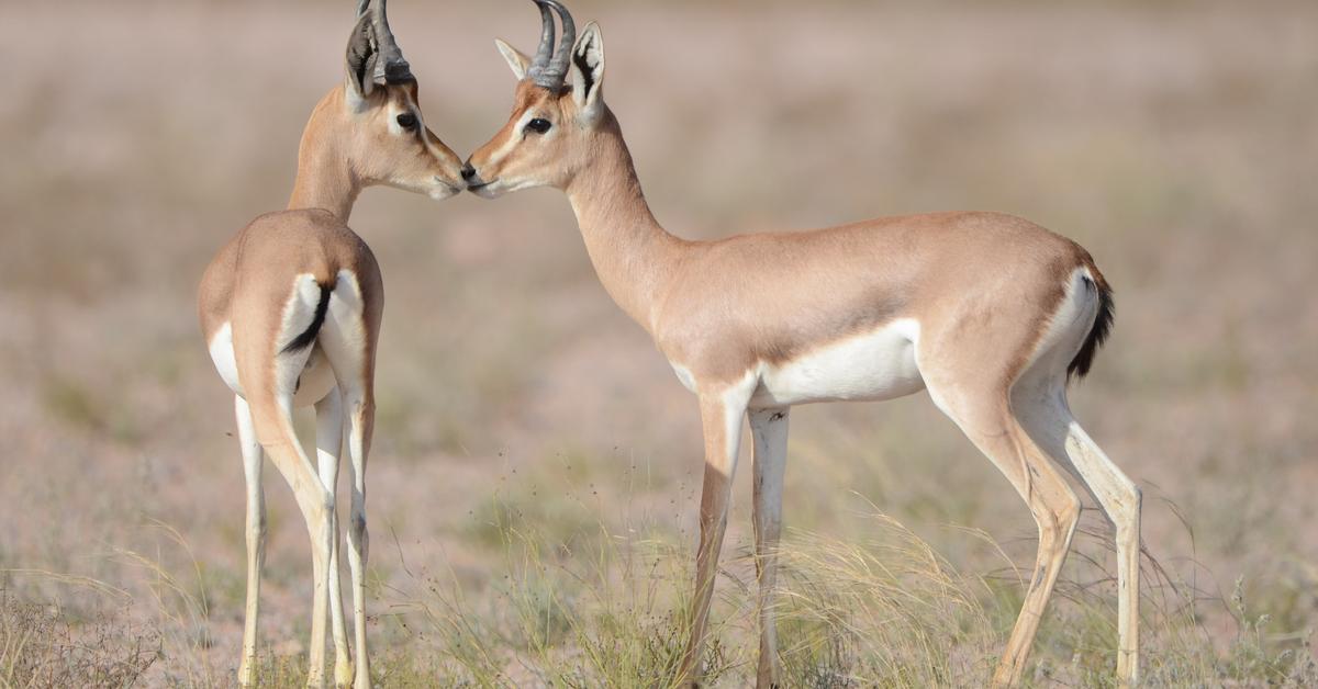 Captured elegance of the Gazelle, known in Indonesia as Kijang.