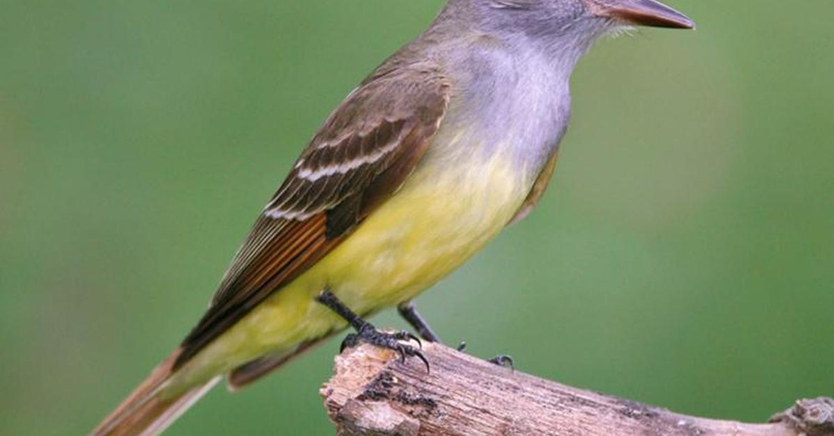 Snapshot of the intriguing Great Crested Flycatcher, scientifically named Myiarchus crinitus.