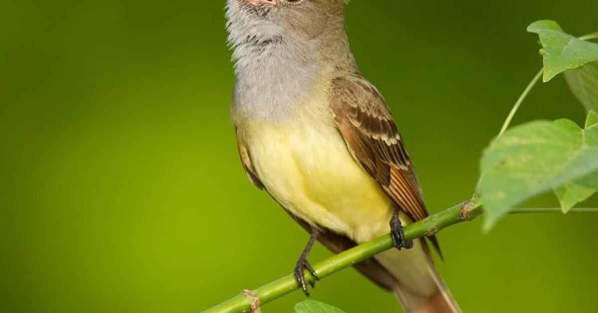 Detailed shot of the Great Crested Flycatcher, or Myiarchus crinitus, in its natural setting.