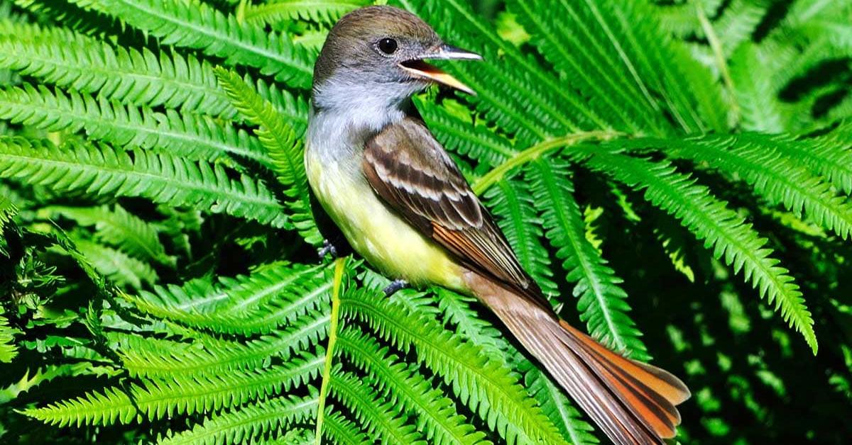 The remarkable Great Crested Flycatcher (Myiarchus crinitus), a sight to behold.