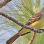 Unique portrayal of the Great Crested Flycatcher, also called Burung Terkukur Berjambul Besar in Bahasa Indonesia.