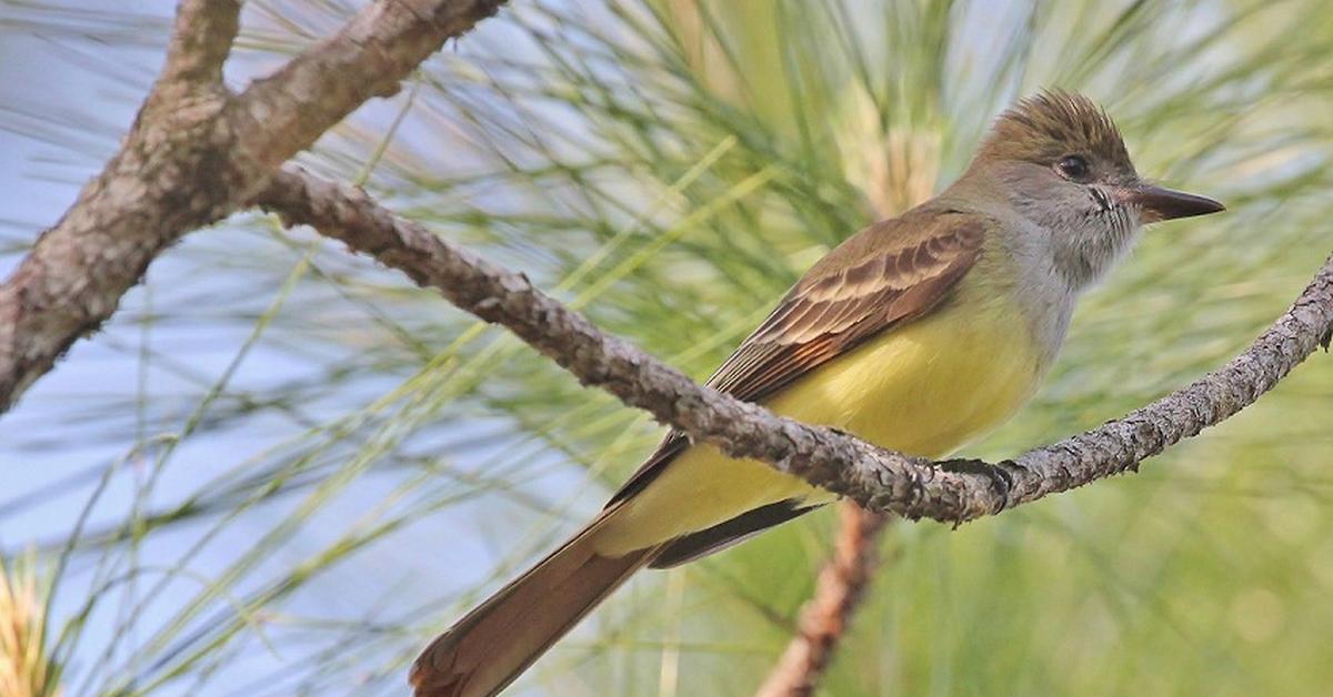 Unique portrayal of the Great Crested Flycatcher, also called Burung Terkukur Berjambul Besar in Bahasa Indonesia.