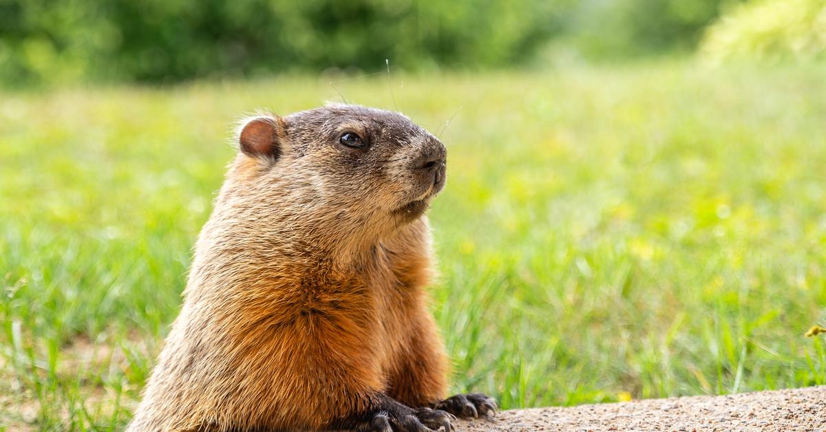 Vivid image of the Groundhog, or Landak Tanah in Indonesian context.