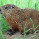 Exquisite image of Groundhog, in Indonesia known as Landak Tanah.