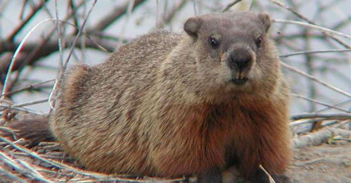 Captivating shot of the Groundhog, or Landak Tanah in Bahasa Indonesia.