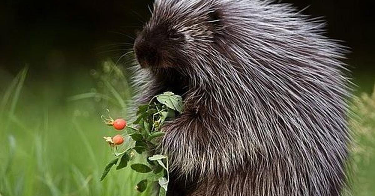 Splendid image of the Groundhog, with the scientific name Marmota monax.