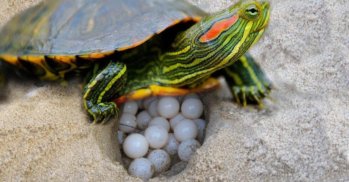 Image of the Gopher Tortoise (Gopherus polyphemus), popular in Indonesia as Kura-kura Gopher.