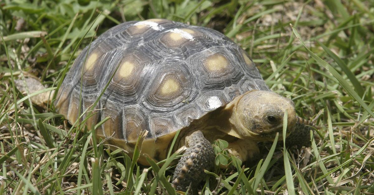 Photographic depiction of the unique Gopher Tortoise, locally called Kura-kura Gopher.