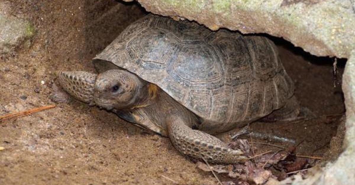 A look at the Gopher Tortoise, also recognized as Kura-kura Gopher in Indonesian culture.