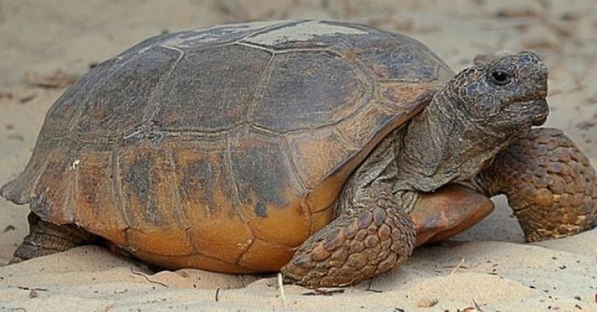 Distinctive Gopher Tortoise, in Indonesia known as Kura-kura Gopher, captured in this image.