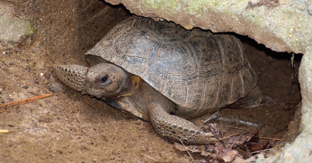 Graceful Gopher Tortoise, a creature with the scientific name Gopherus polyphemus.