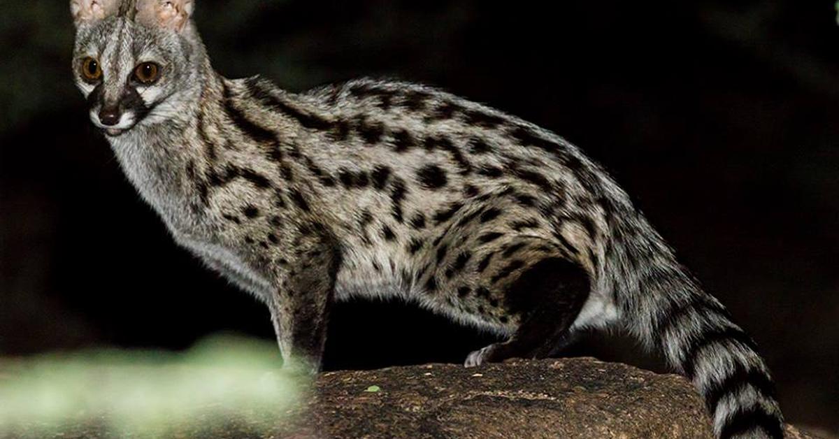 Captivating presence of the Genet, a species called Genetta genetta.