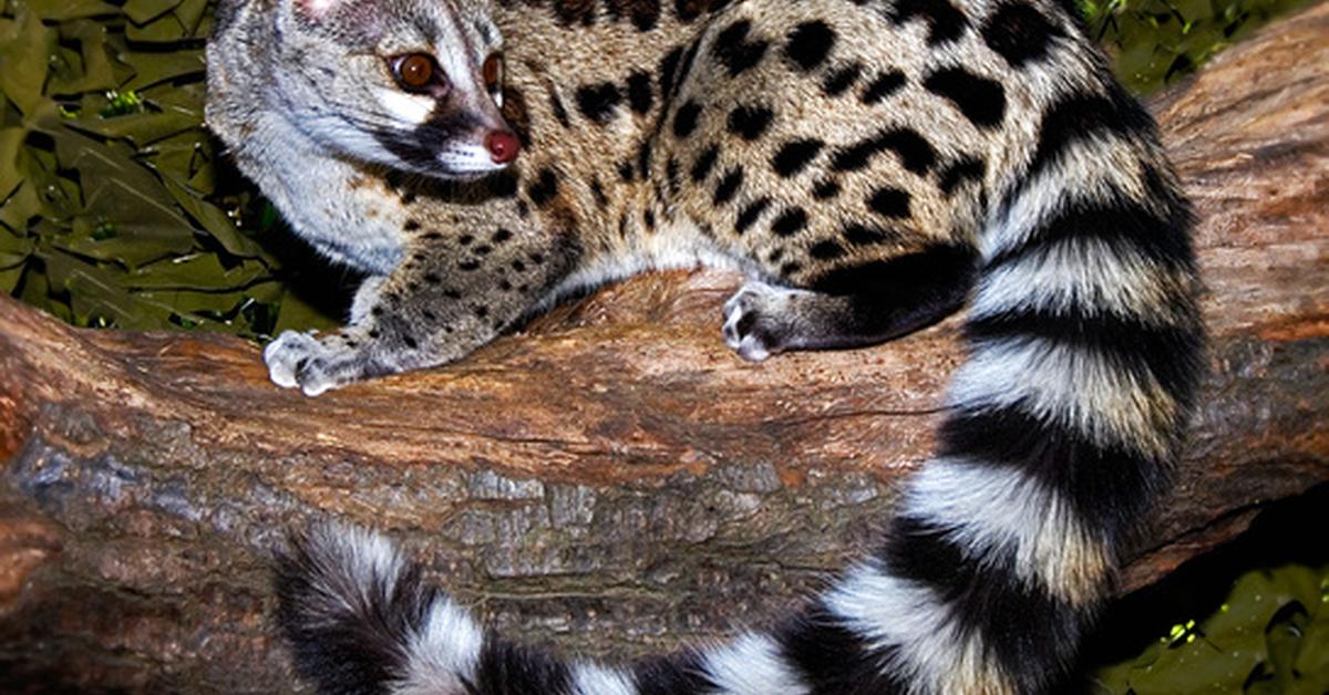 Stunning depiction of Genet, also referred to as Genetta genetta.