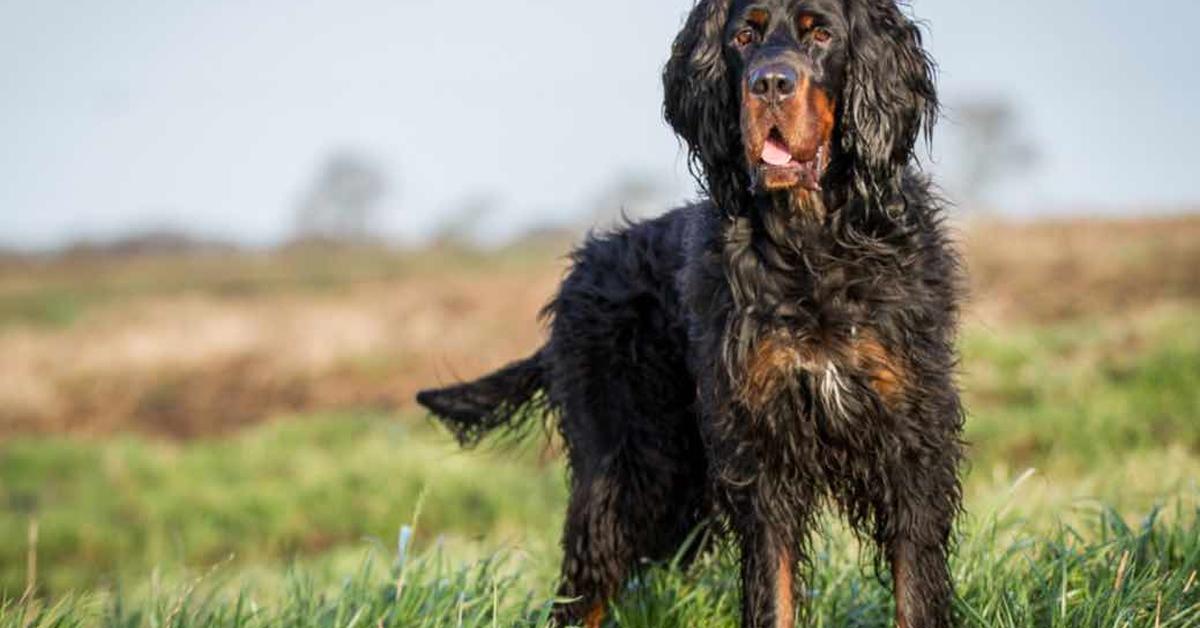 Glimpse of the Gordon Setter, known in the scientific community as Canis lupus.