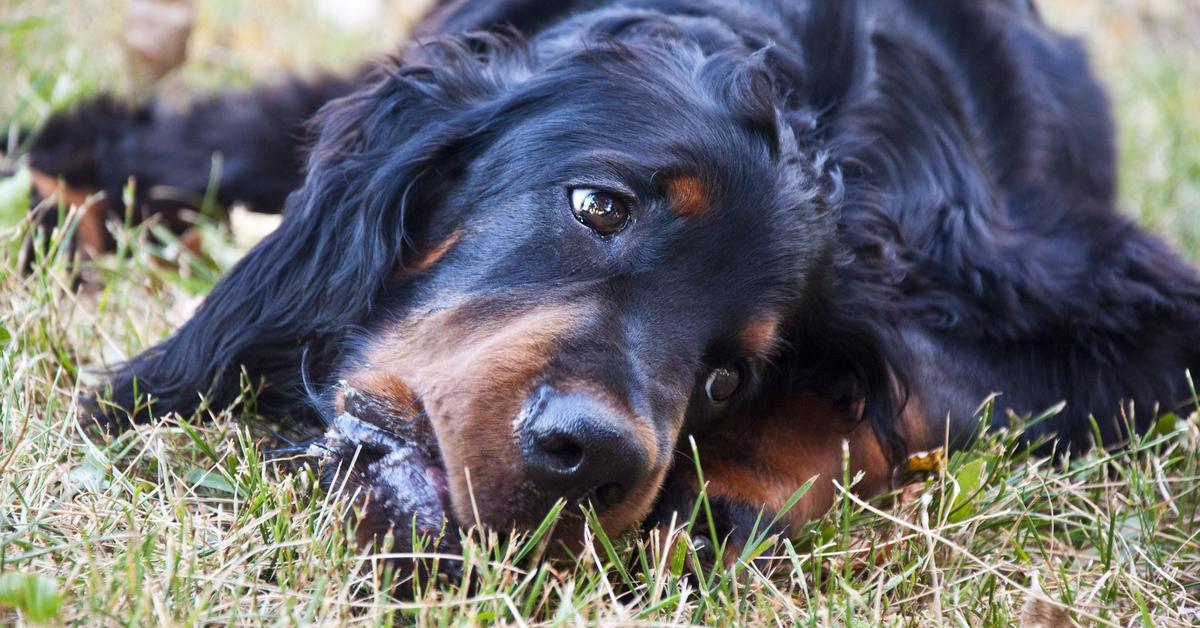 Captured beauty of the Gordon Setter, or Canis lupus in the scientific world.