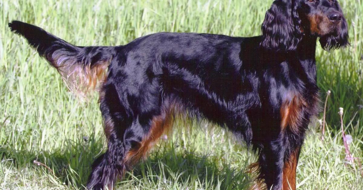 Exquisite image of Gordon Setter, in Indonesia known as Anjing Gordon Setter.