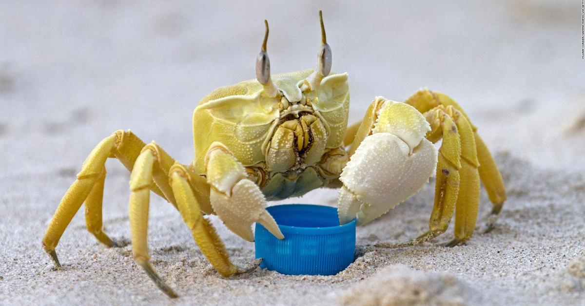 Snapshot of the intriguing Ghost Crab, scientifically named Ocypodidae.