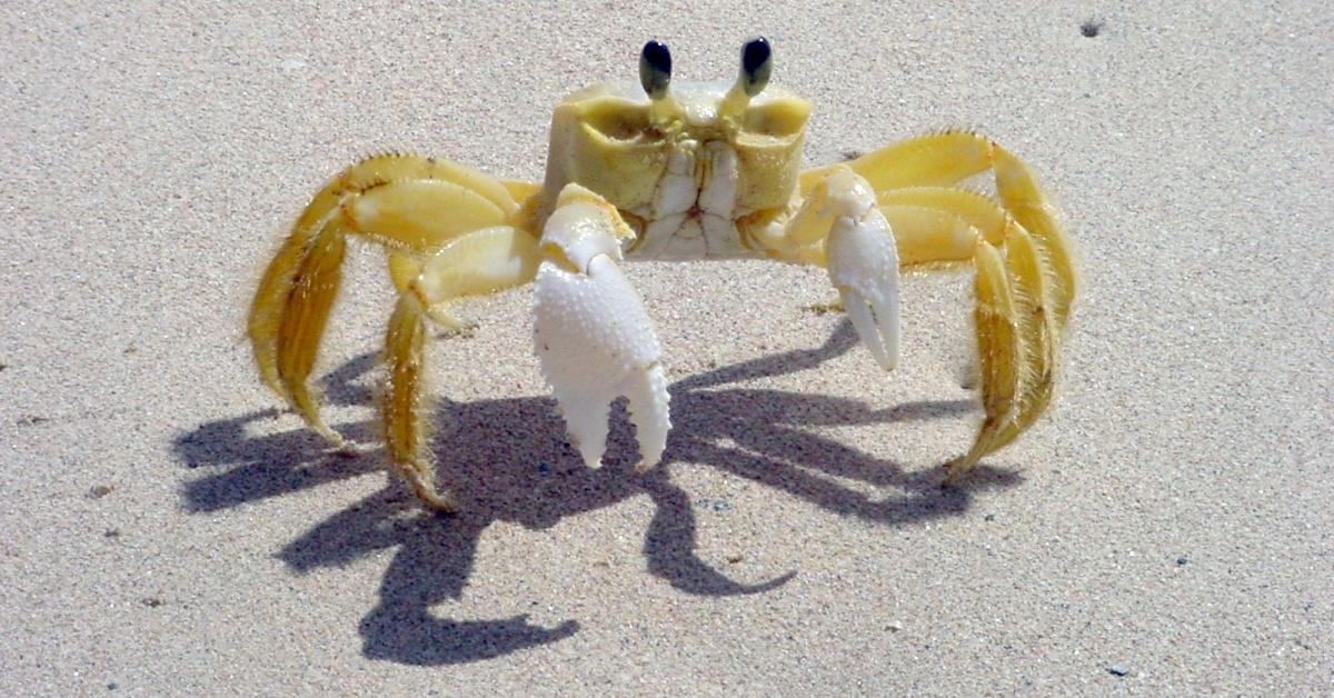 The Ghost Crab, a species known as Ocypodidae, in its natural splendor.