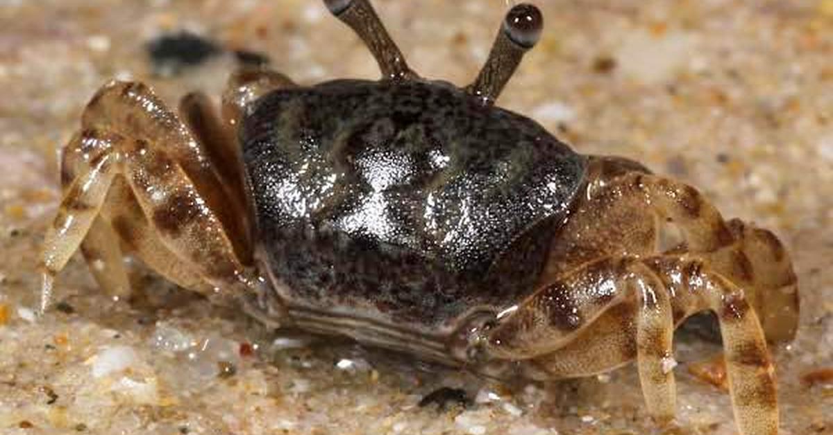 Snapshot of the intriguing Ghost Crab, scientifically named Ocypodidae.