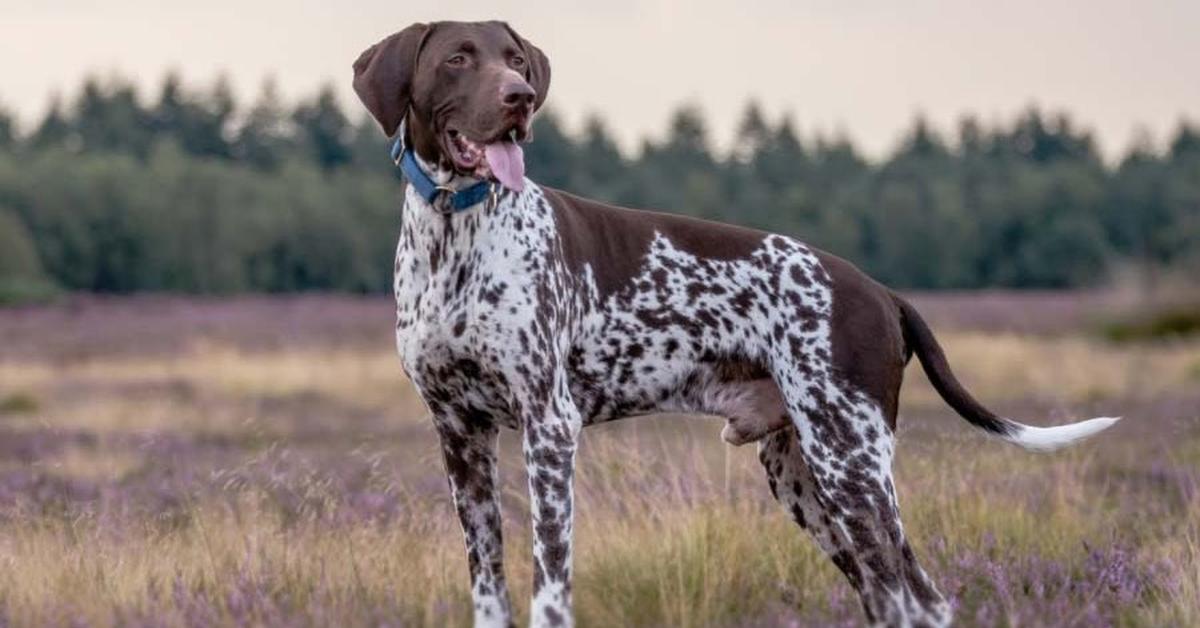 Stunning depiction of German Shorthaired Pointer, also referred to as Canis lupus.