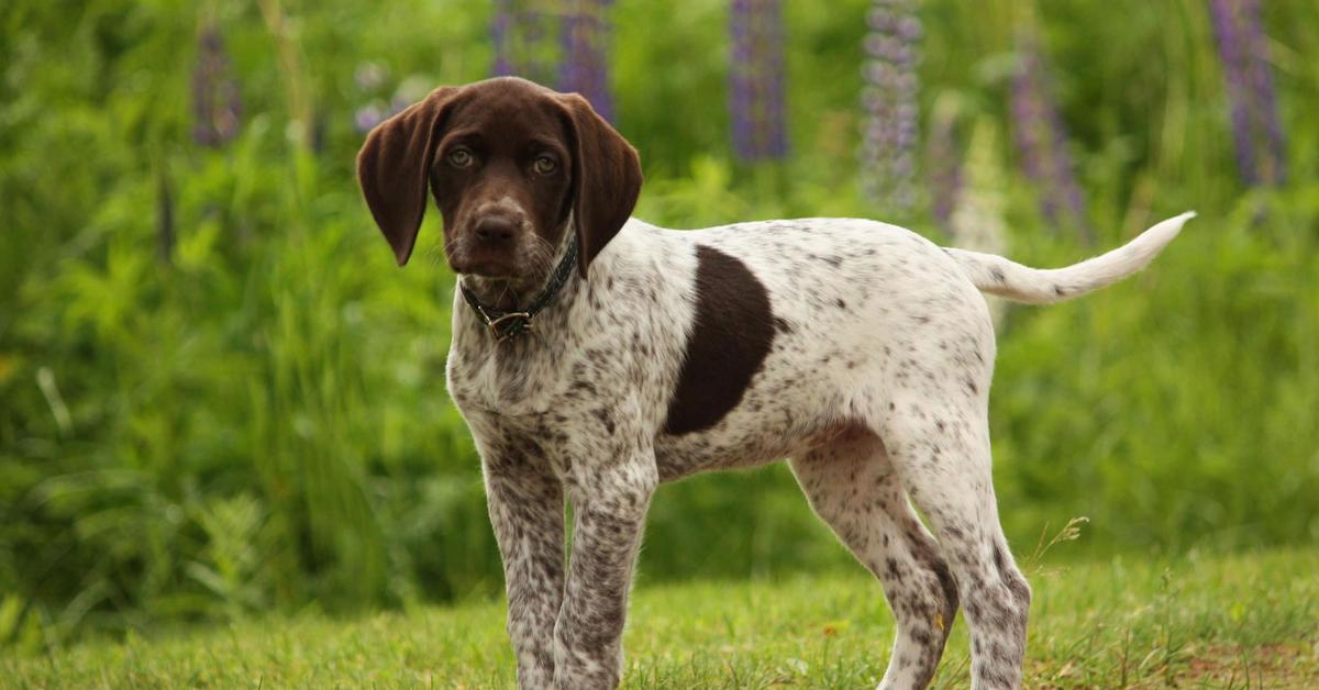 Distinctive German Shorthaired Pointer, in Indonesia known as Anjing Jerman Shorthaired Pointer, captured in this image.