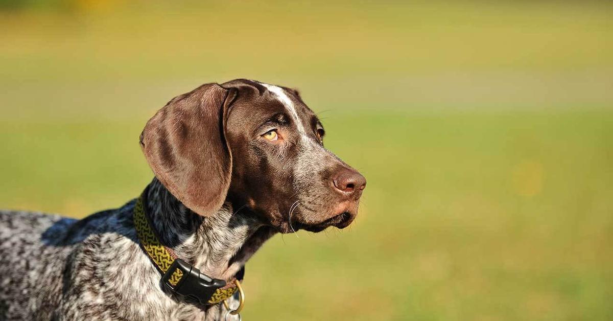 The German Shorthaired Pointer, a beautiful species also known as Anjing Jerman Shorthaired Pointer in Bahasa Indonesia.