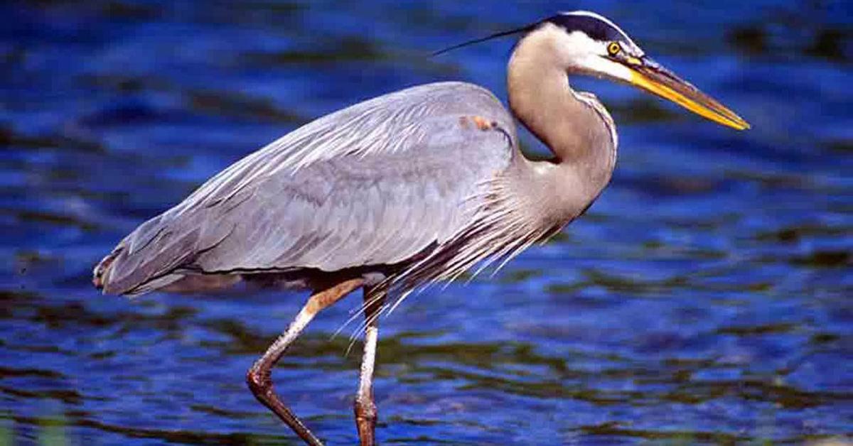 Captivating shot of the Great Blue Heron, or Bangau Biru Besar in Bahasa Indonesia.