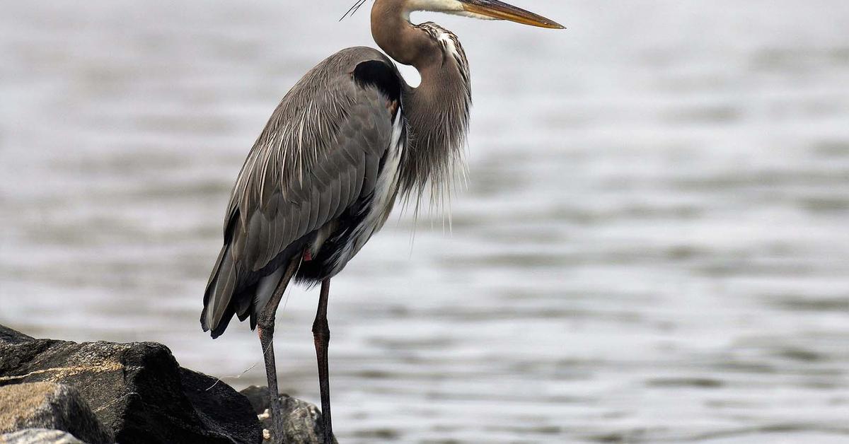 Stunning image of the Great Blue Heron (Ardea herodias), a wonder in the animal kingdom.