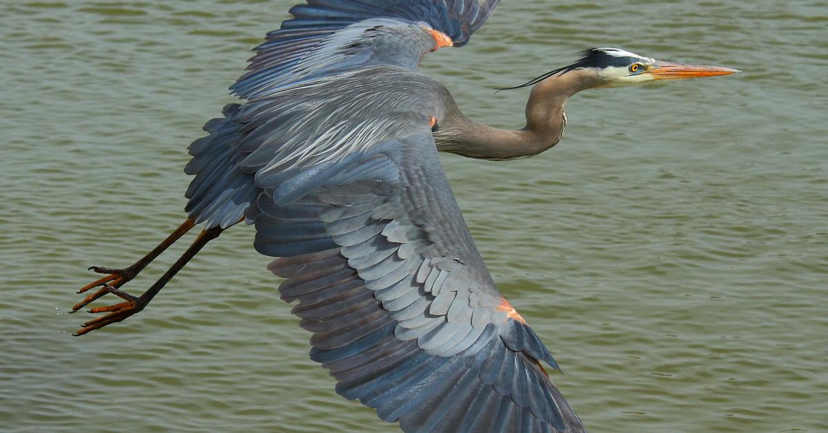 Visual representation of the Great Blue Heron, recognized in Indonesia as Bangau Biru Besar.