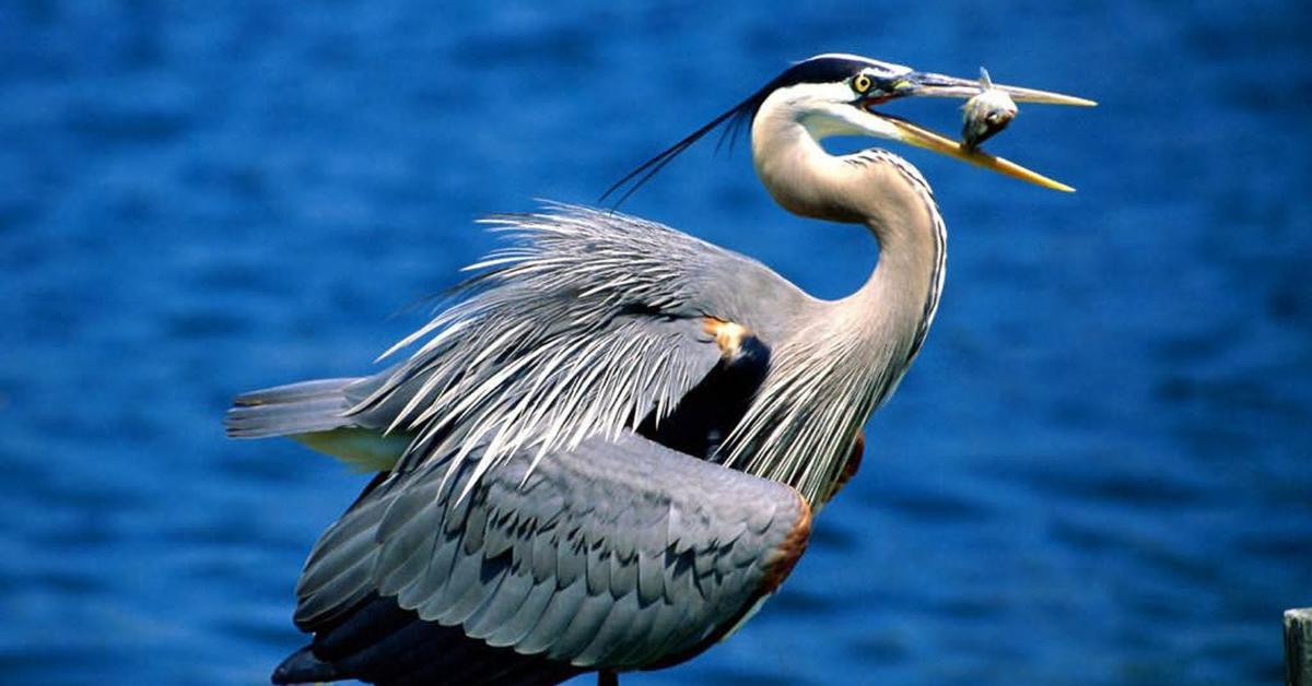 Picture of Great Blue Heron, known in Indonesia as Bangau Biru Besar.