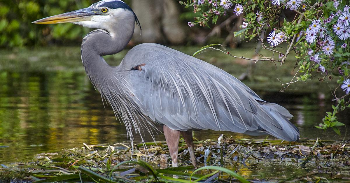 Close-up view of the Great Blue Heron, known as Bangau Biru Besar in Indonesian.