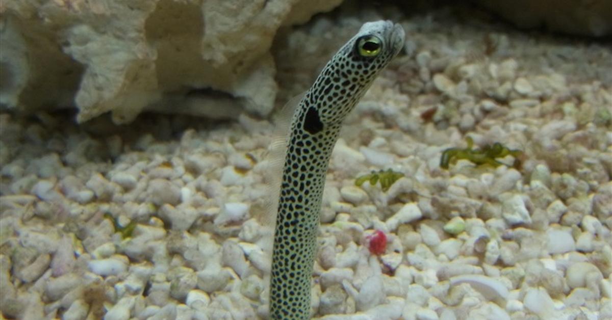 Insightful look at the Garden Eel, known to Indonesians as Belut Taman.