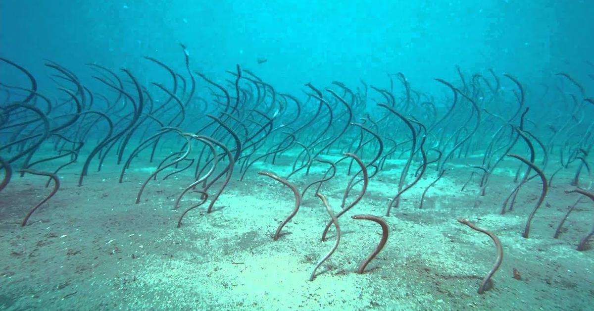 Vibrant snapshot of the Garden Eel, commonly referred to as Belut Taman in Indonesia.