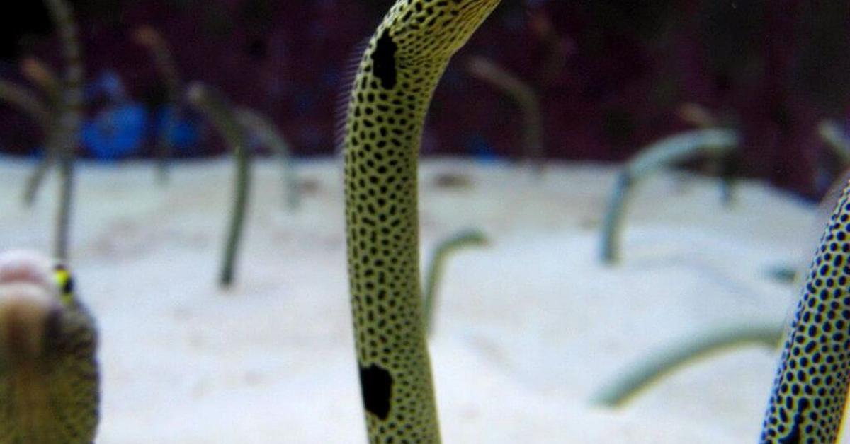 Close-up view of the Garden Eel, known as Belut Taman in Indonesian.