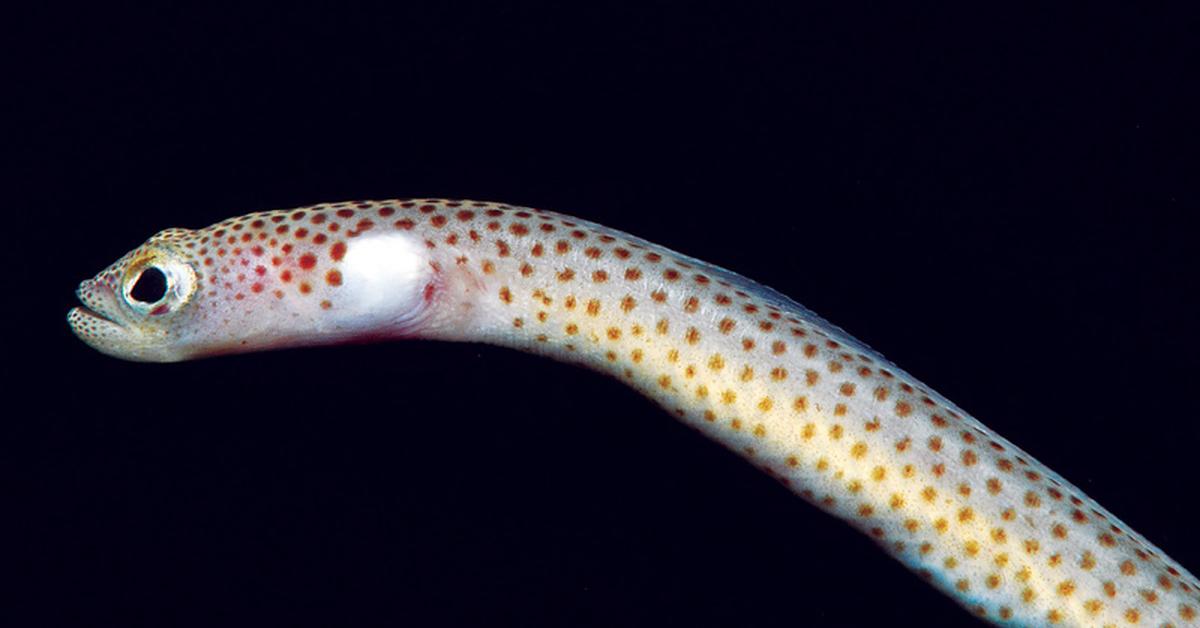 Captivating presence of the Garden Eel, a species called Heteroconger.