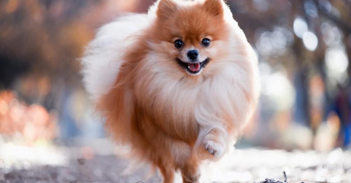 Image of the German Spitz (Canis lupus), popular in Indonesia as Spitz Jerman.