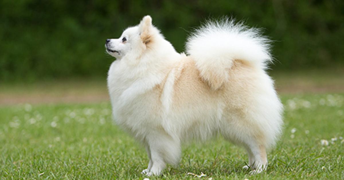 Image of the German Spitz (Canis lupus), popular in Indonesia as Spitz Jerman.