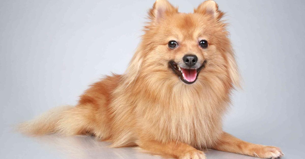 A look at the German Spitz, also recognized as Spitz Jerman in Indonesian culture.